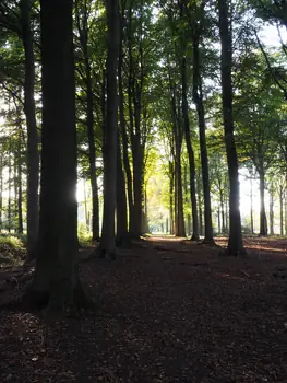 Vagevuurbos en Lippensgoed-Bulskampveld (België)